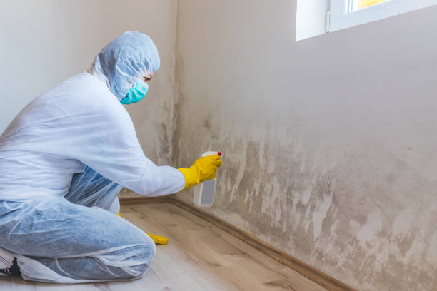 Licensed Basement Mold Remediation service in Lumberville, PA - Car Mold Remediation
