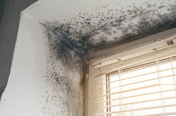Affordable Basement Mold Remediation solutions in Lumberville, PA